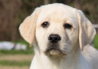 拉布拉多吃米飯行嗎（可以窮養嗎）